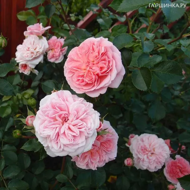 Роза Мамма Миа, Пулсен (лиц)