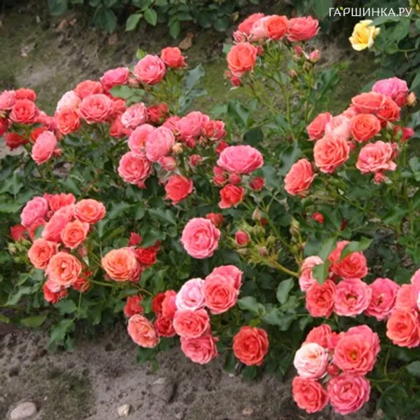 Роза Мандарин миниатюрная, Кордес (лиц)