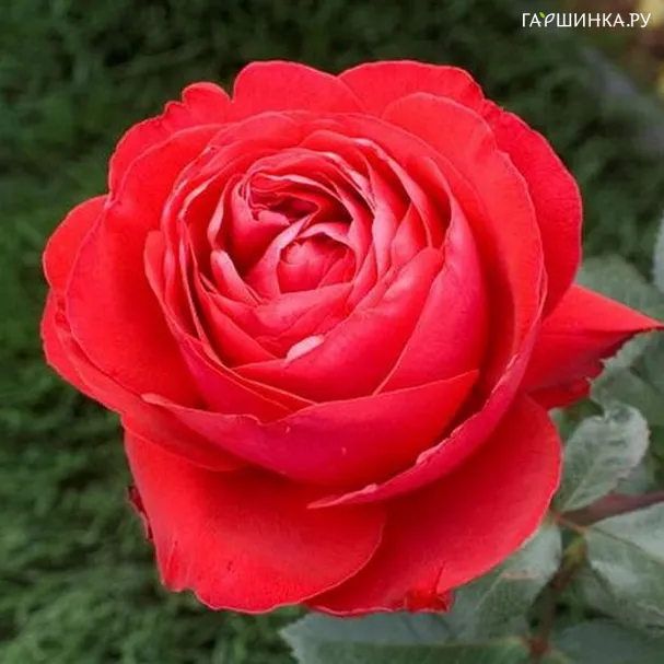 Роза Мэрилу, Мейян (лиц)