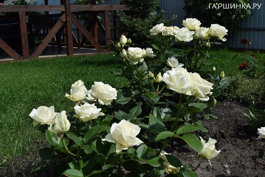 Роза Мондиаль