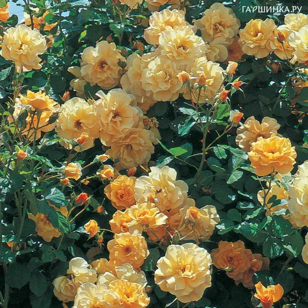 Роза Отум Сансет, Викс (лиц)