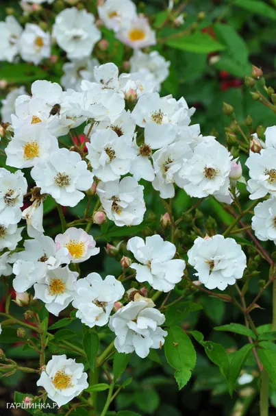 Роза Поэзи мускусная, Ленс (лиц)