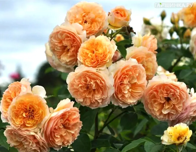 Роза Полька плетистая, Top Roses