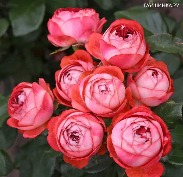 Роза Помпея Патио, Кордес (лиц)