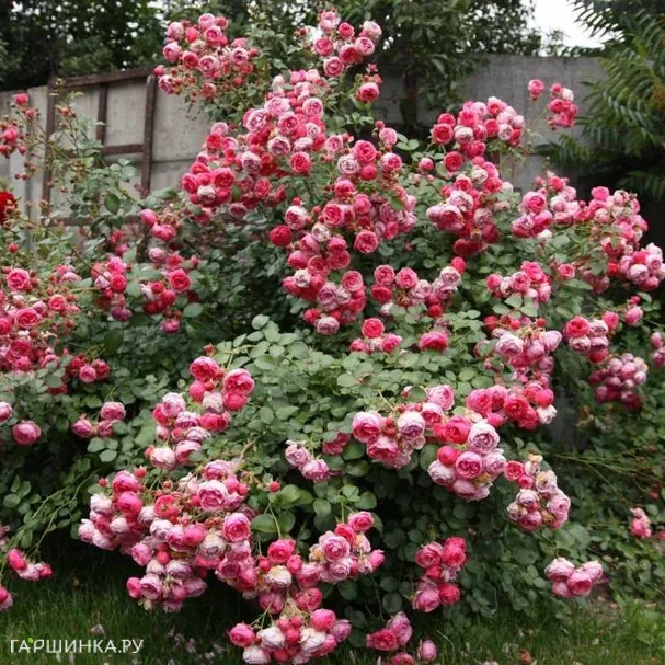 Роза Помпонелла флорибунда, Кордес (лиц)