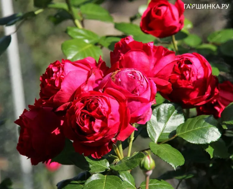 Роза Ред Эден Роуз, Мейян (лиц)