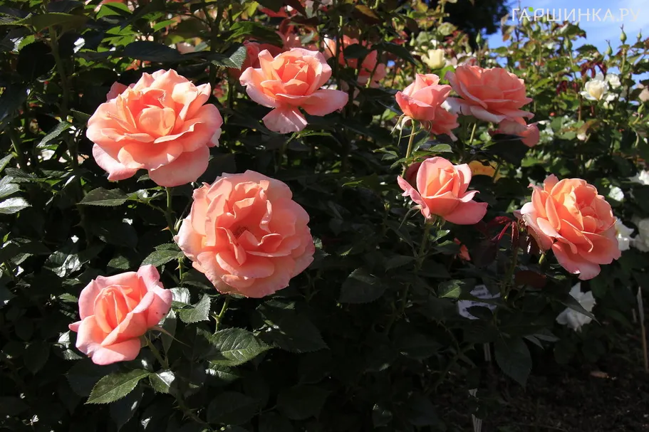 Роза Рене Госинни чайно-гибридная