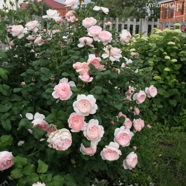 Роза Сант Свизан, Д.Остин кустарниковая (лиц)