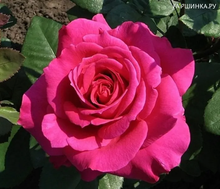 Роза Шакира