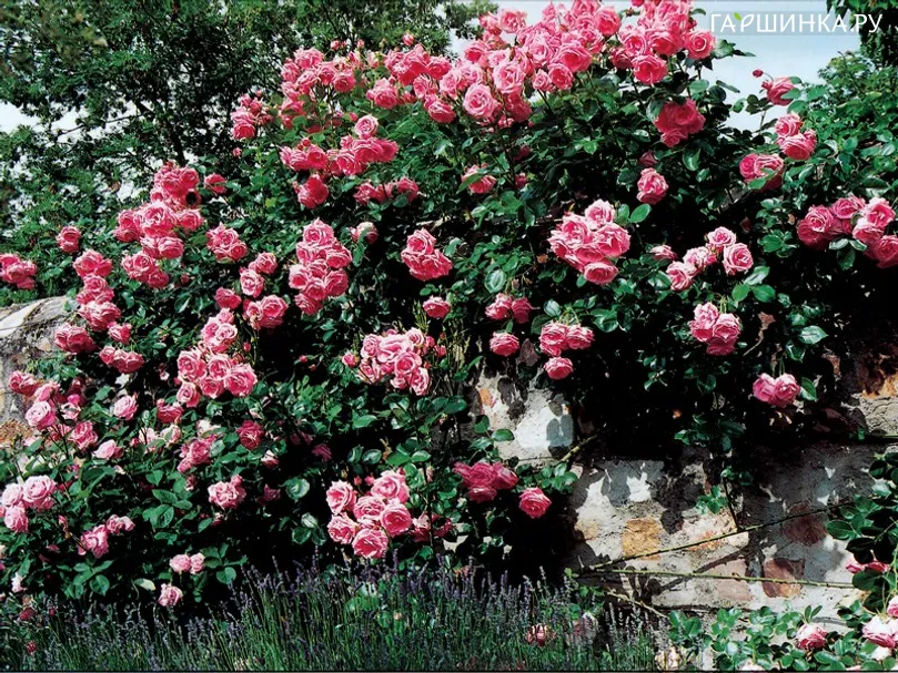Роза Темпера плетистая, Imperial Rose