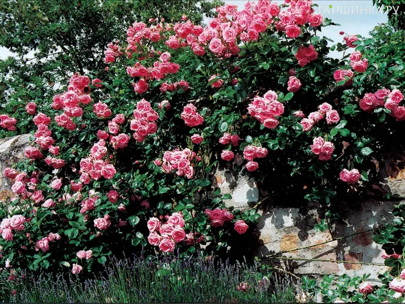 Роза Темпера плетистая, Imperial Rose