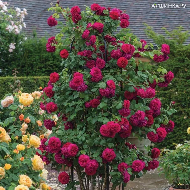 Роза Тесс оф зе Д`Эрбервилль плетистая, Imperial Rose