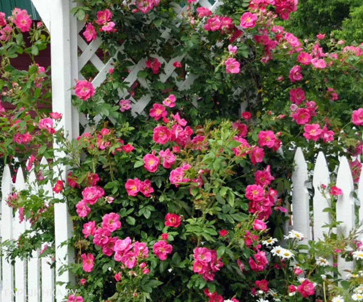 Роза Вильям Баффин канадская парковая (лиц)