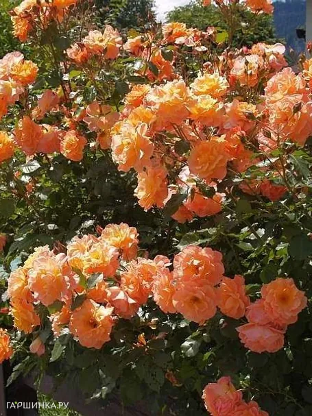 Роза Вестерленд кустарниковая, Топалович (лиц)