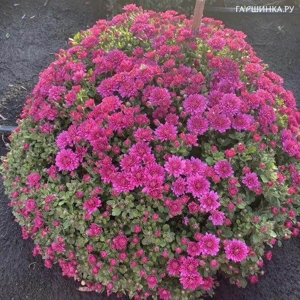 Хризантема Розанна мультифлора