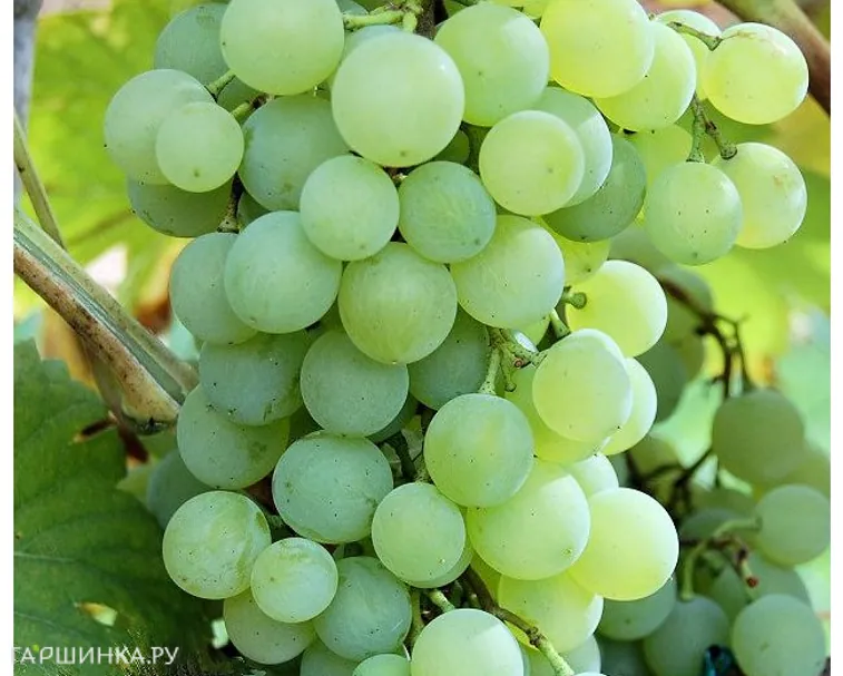 Виноград Краса Севера плодовый