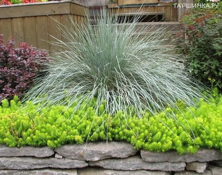 Схизахириум Прейри Блюз метельчатый