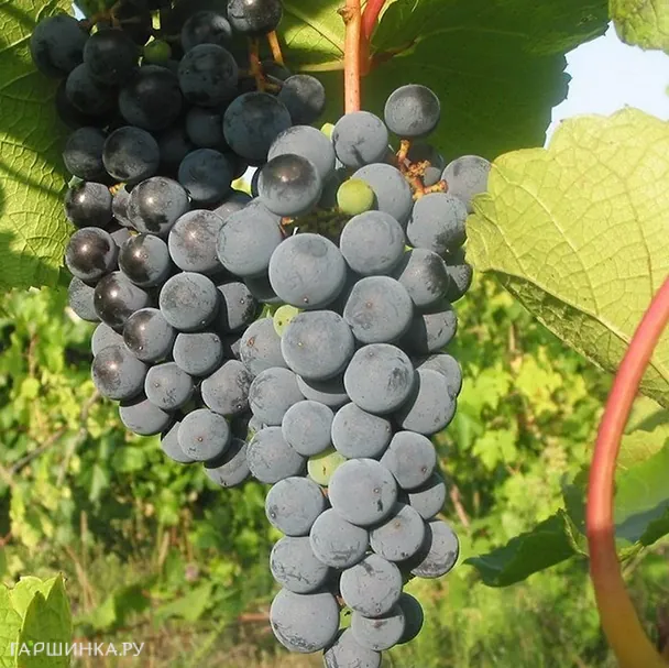 Виноград Звезда Потапенко плодовый