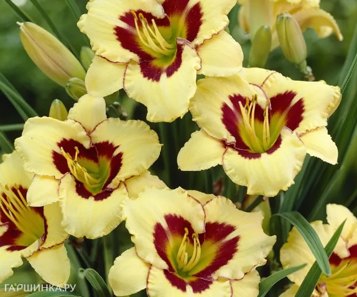 Лилейник Эль Десперадо