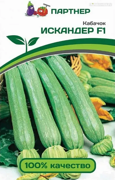 Кабачок Искандер 5. Партнер