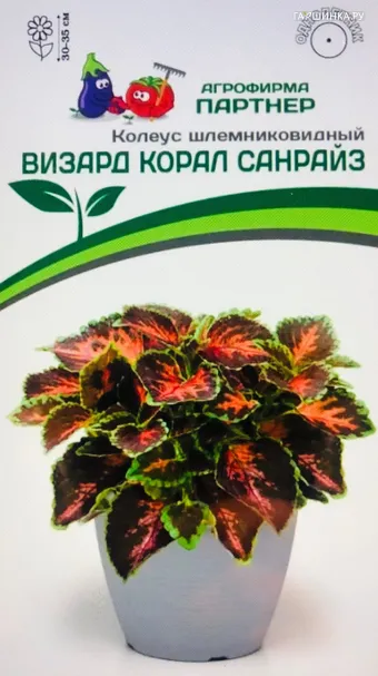 Колеус шлемниковидный "Визард Корал Санрайз" 10, Партнер