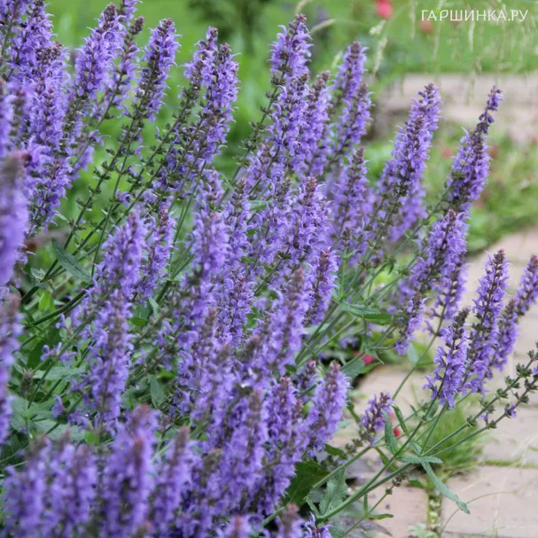 Шалфей (сальвия) дубравный Блаухугель
