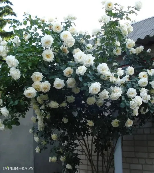 Роза Шнеевальцер плетистая, Топалович (лиц)