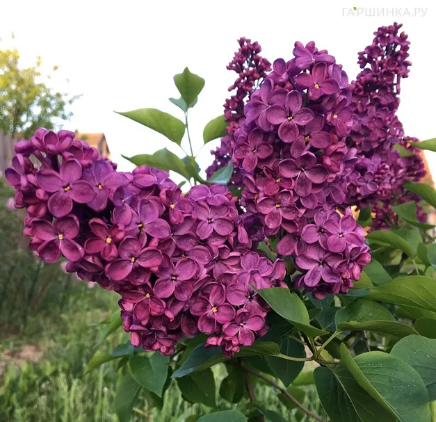 Сирень Анна Шиач