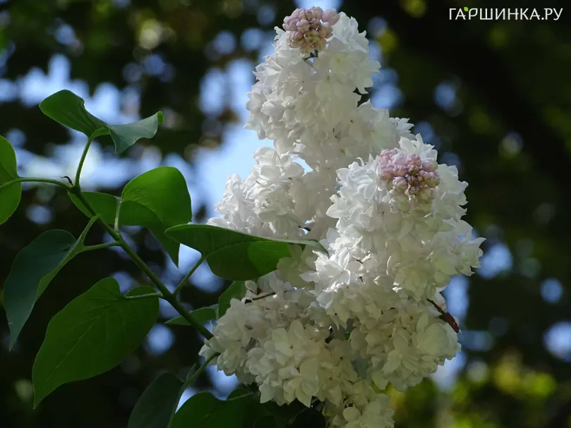 Сирень Маленький принц