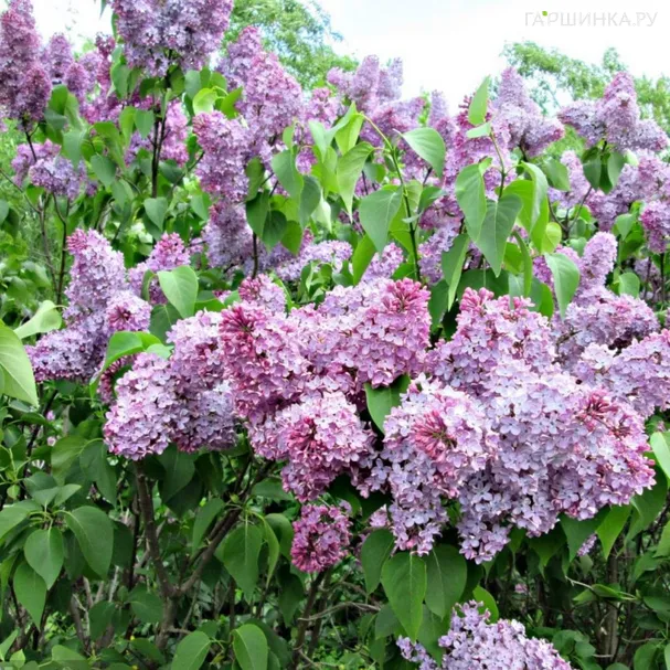 Сирень Русская Песня