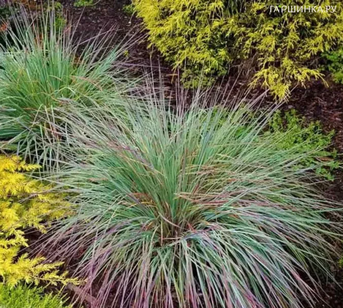 Схизахириум метельчатый Стендинг Овейшен