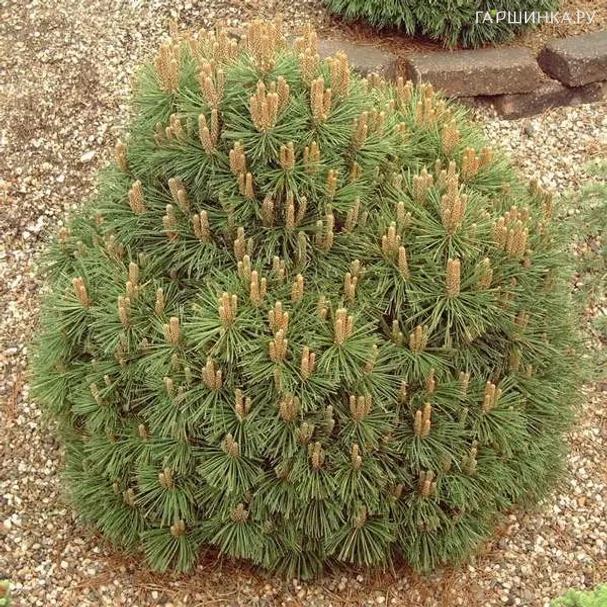 Сосна горная Гнездо