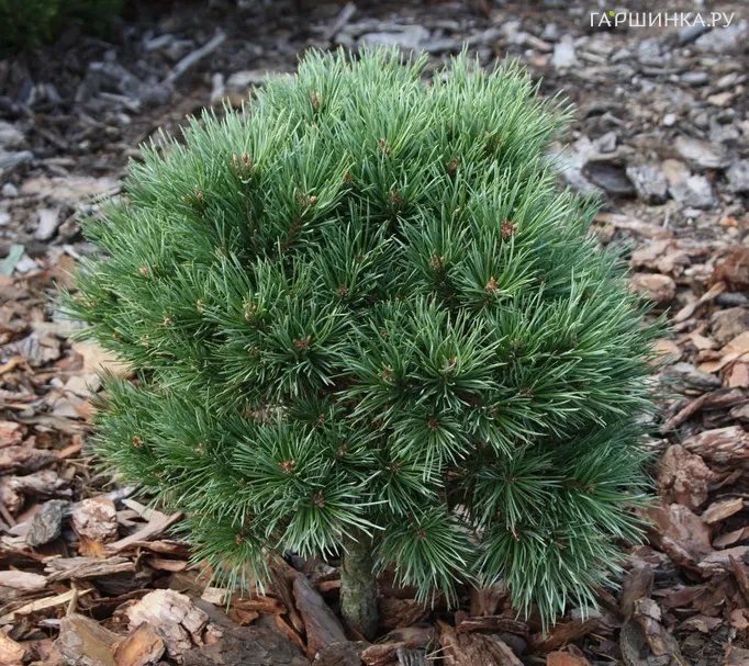 Сосна обыкновенная Глобоза Виридис на штамбе 40 см