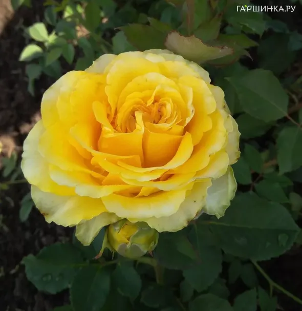 Роза Сфинкс
