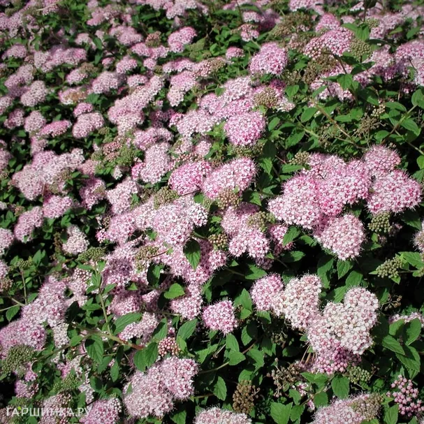 Спирея Литл Принцесс японская