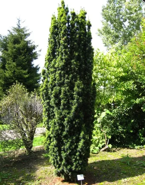 Тис Войтек средний
