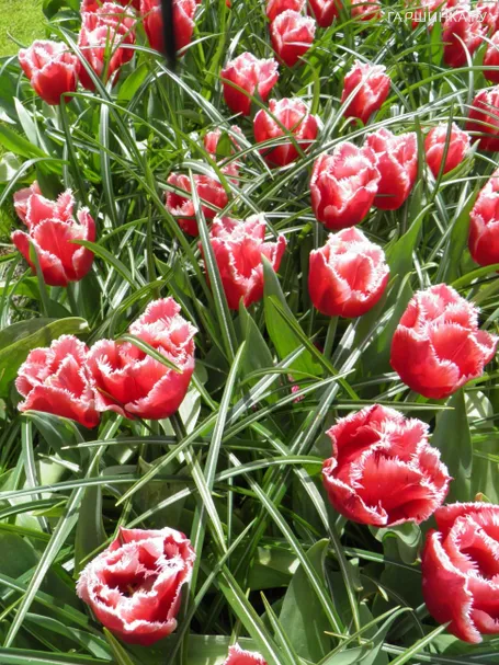 Тюльпан Канаста бахромчатый 5шт.