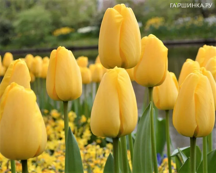 Тюльпан Голден Оксфорд Дарвина 5шт