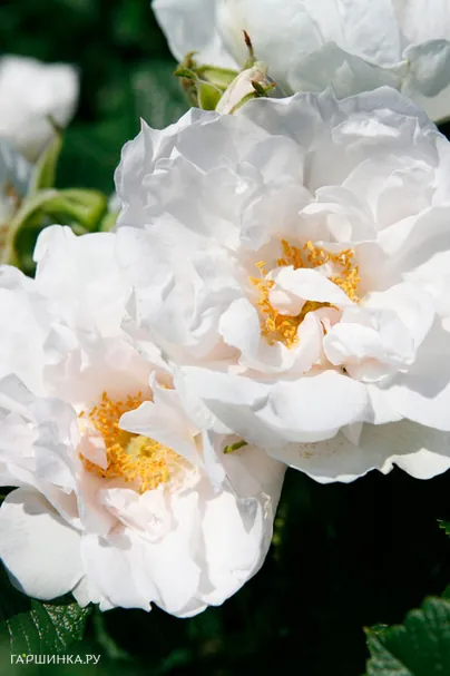 Роза Вайт Роадранер ругоза (лиц)