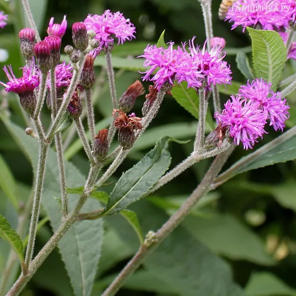 Вернония арканзасная