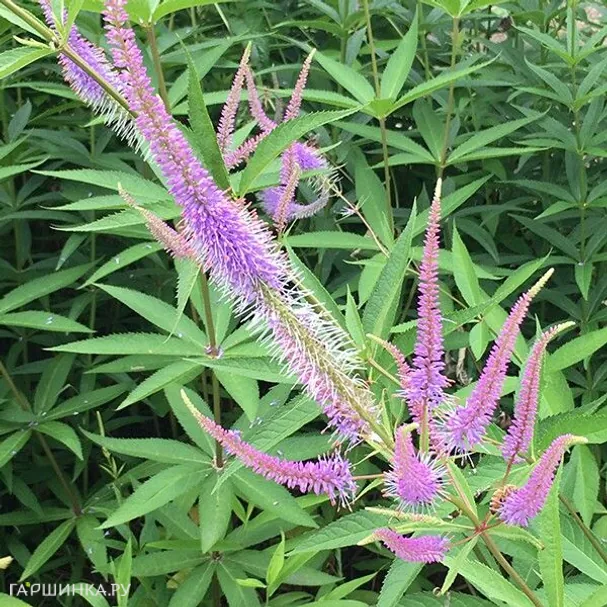 Вероникаструм Темптейшен