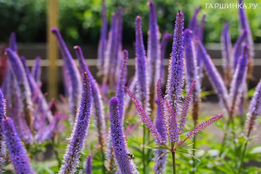 Вероникаструм виргинский Ред Эрроу