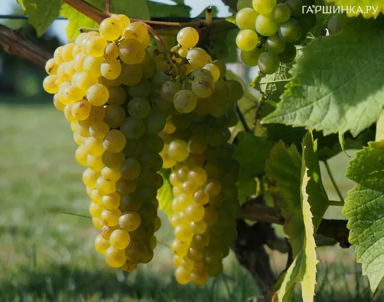Виноград Солярис