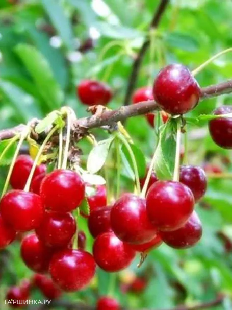 Вишня Шпанка шимская