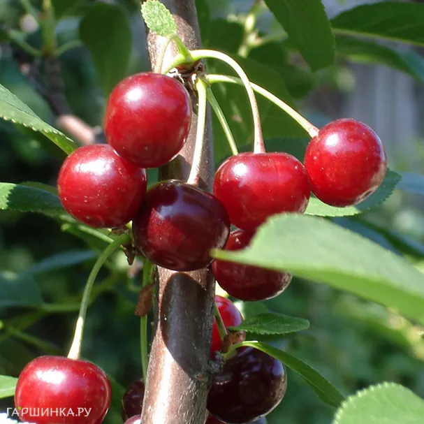 Вишня Волжская