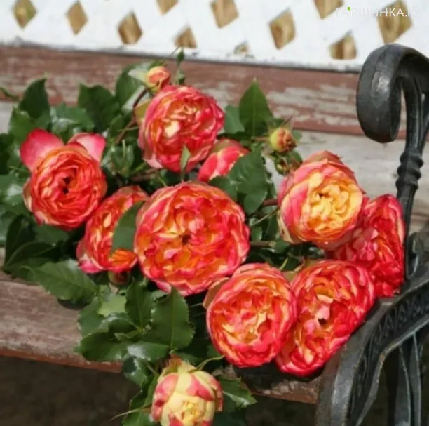 Роза Вулканика