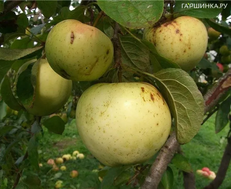 Яблоня Аркад желтый