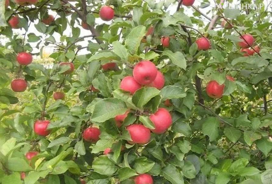Яблоня Благая Весть