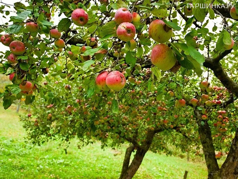 Яблоня Коробовка