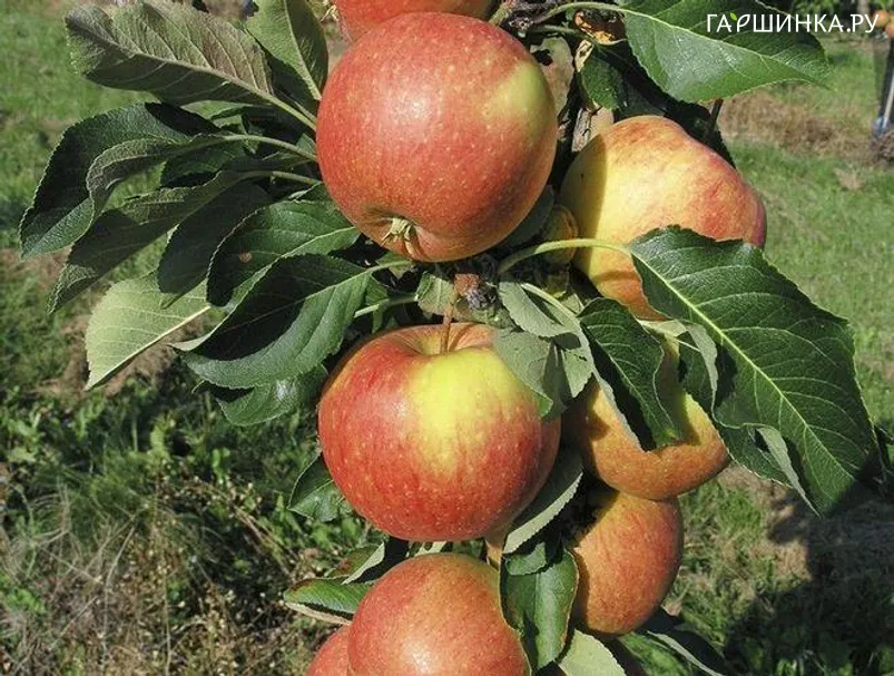 Яблоня Восторг колоновидная